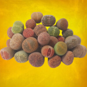 Semillas Lithops Mix