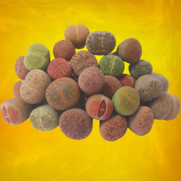 Semillas Lithops Mix