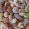 Semillas Lithops Mix