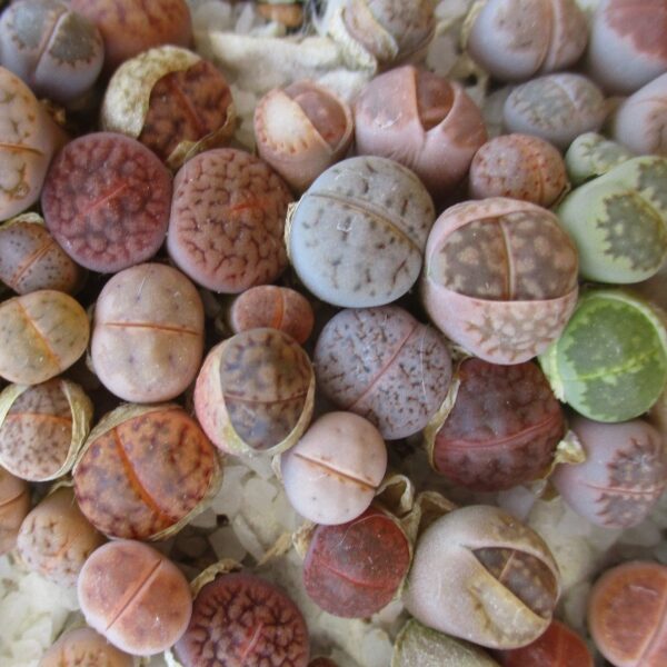 Semillas Lithops Mix