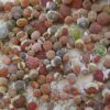 Semillas Lithops Mix