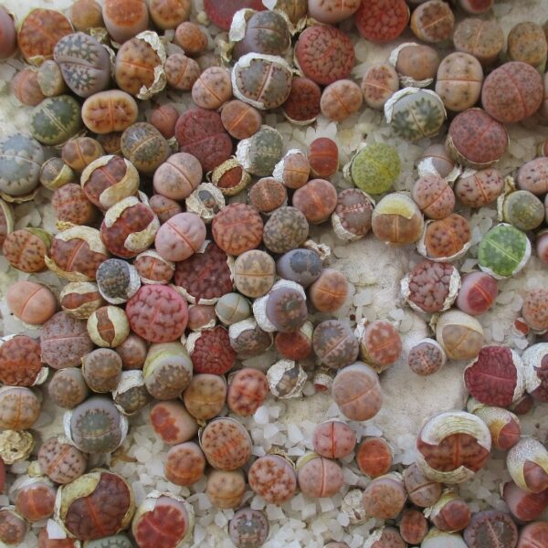 Semillas Lithops Mix
