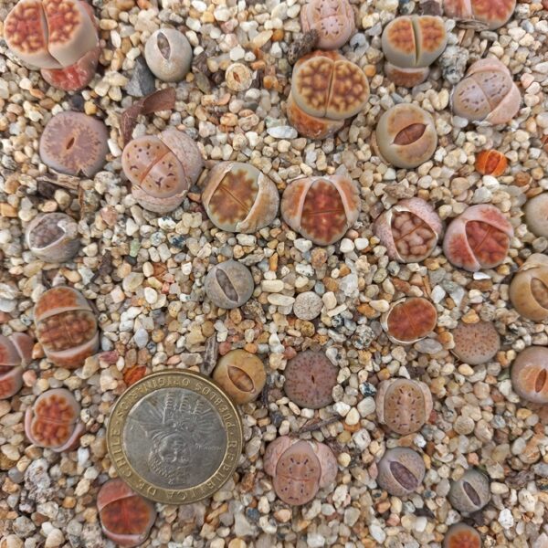 Semillas Lithops Mix