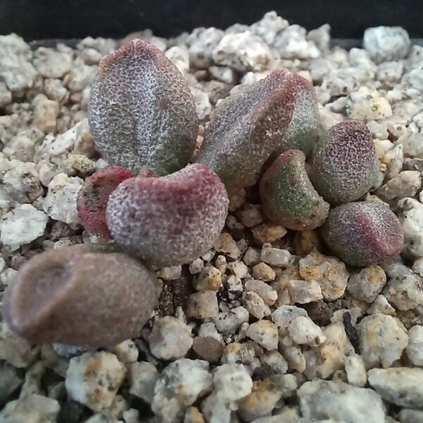Adromischus marianae