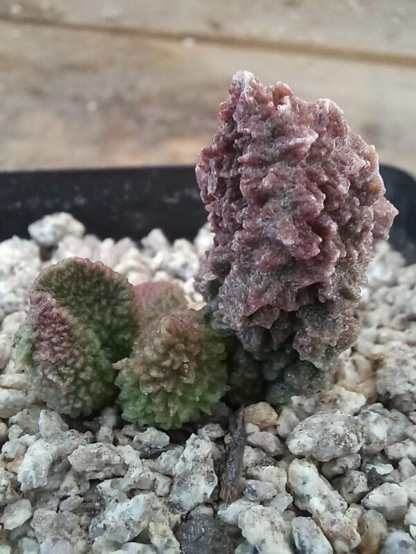 Adromischus marianae 'Red coral'