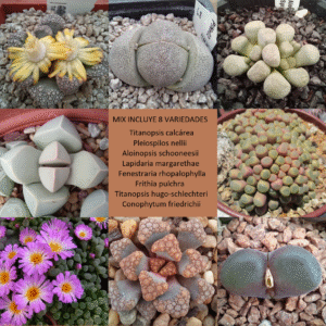 150 Semillas Aizoaceae Mix