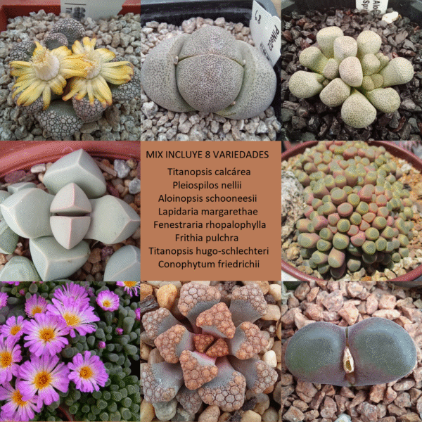 150 Semillas Aizoaceae Mix