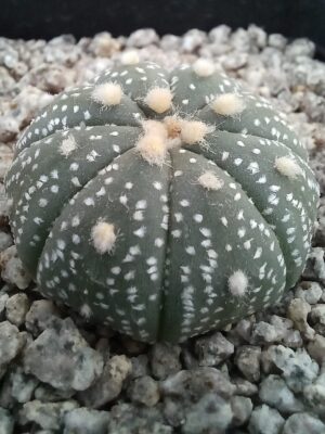 Astrophytum asterias pequeño