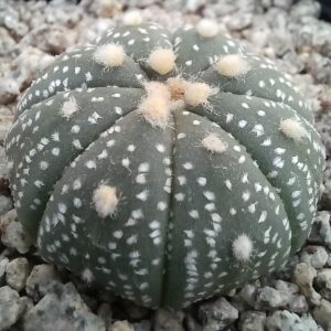 Astrophytum asterias pequeño