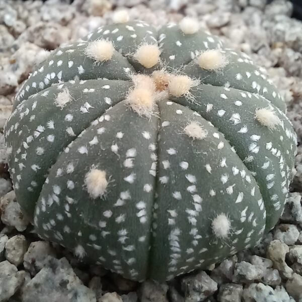 Astrophytum asterias pequeño