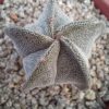 Astrophytum myriostigma