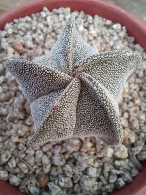 Astrophytum myriostigma