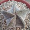 Astrophytum myriostigma