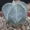 Astrophytum myriostigma