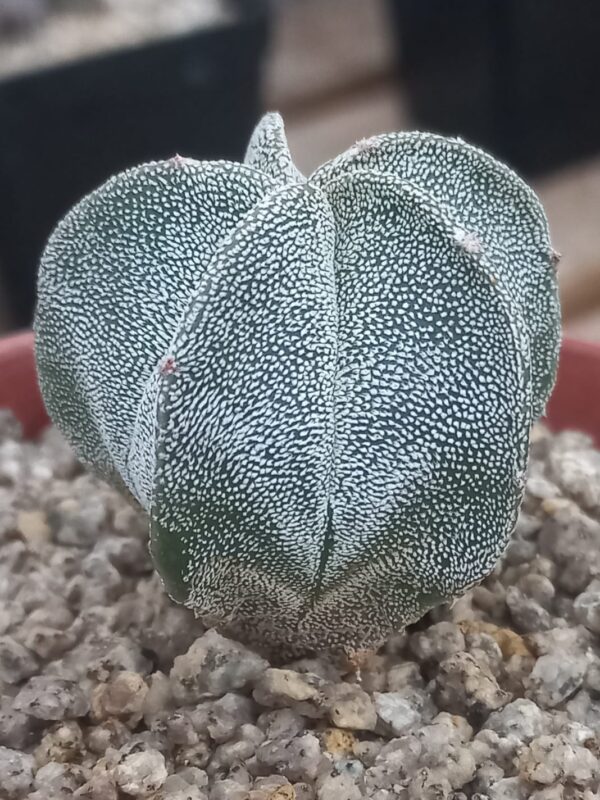 Astrophytum myriostigma