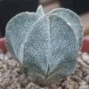Astrophytum myriostigma