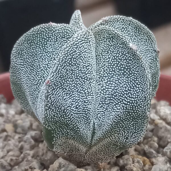 Astrophytum myriostigma