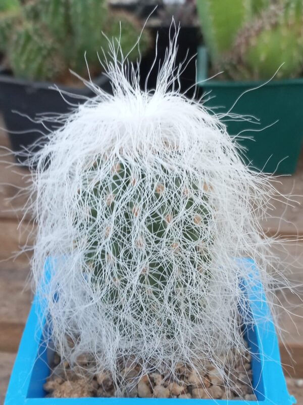 Cephalocereus senilis