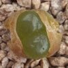 Conophytum limpidum