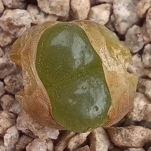 Conophytum limpidum