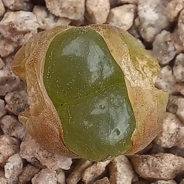 Conophytum limpidum