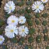 Conophytum limpidum
