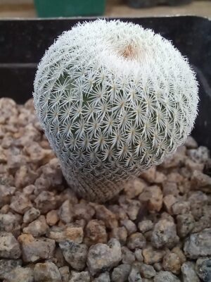 Epithelantha micromeris