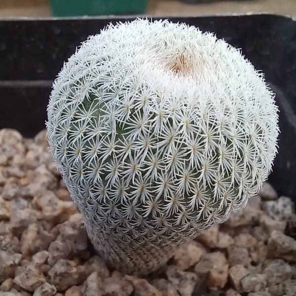 Epithelantha micromeris