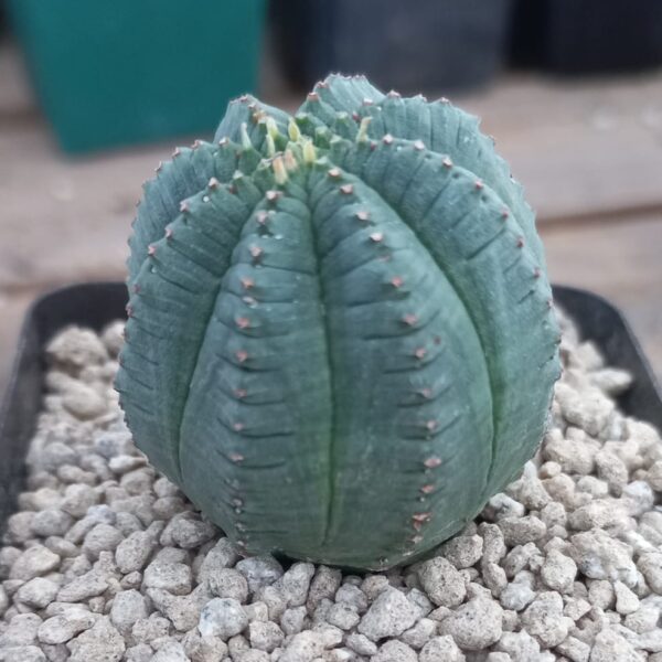 Euphorbia infausta