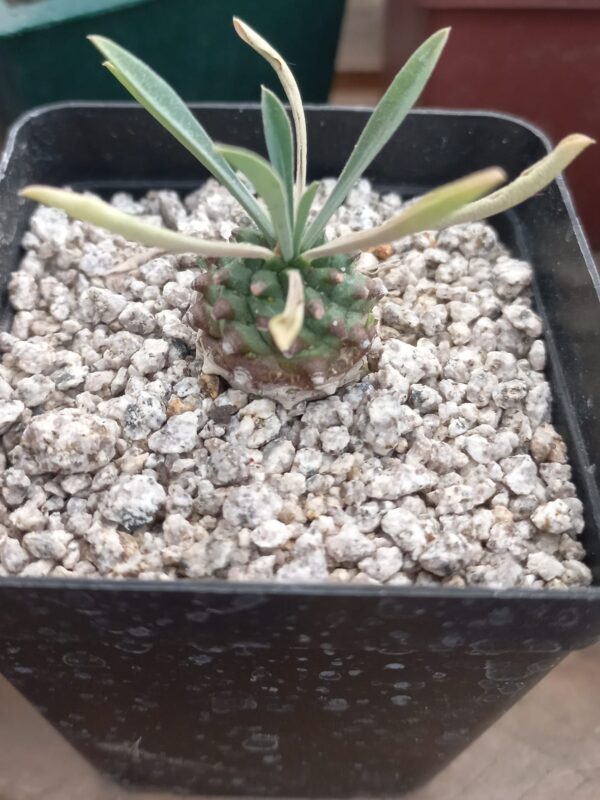 Euphorbia Japonica