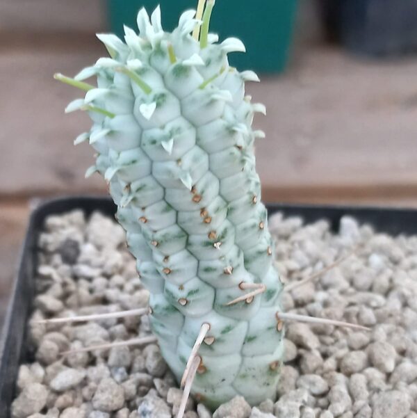 Euphorbia mammillaris f. variegata