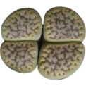 Argyroderma Crateriforme