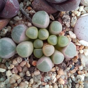 Fenestraria rhopalophylla