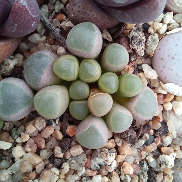Fenestraria rhopalophylla