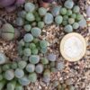 Fenestraria rhopalophylla