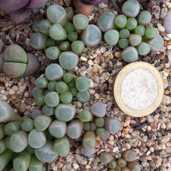 Fenestraria rhopalophylla