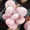 Graptopetalum amethystinum