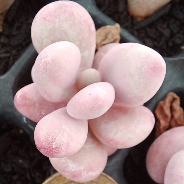 Graptopetalum amethystinum