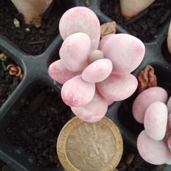 Graptopetalum amethystinum