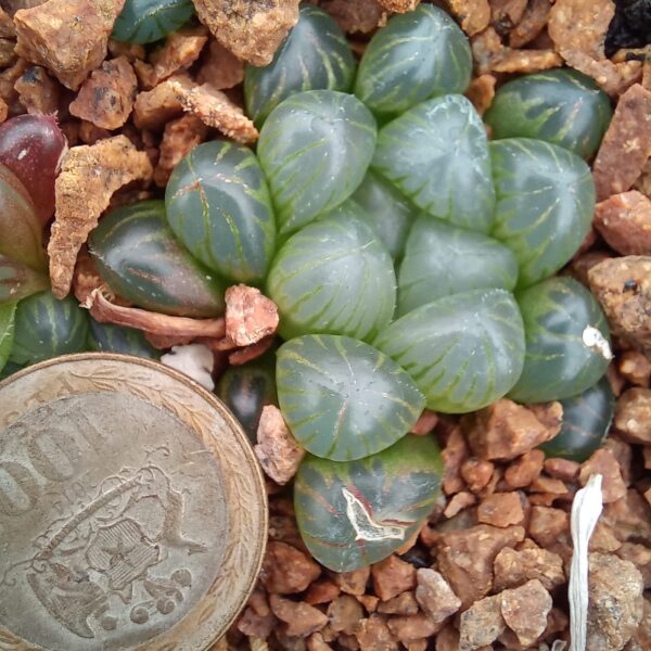Haworthia cooperi