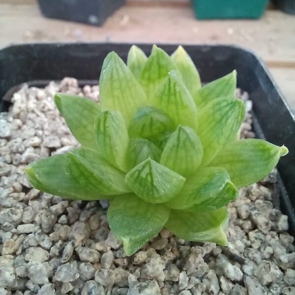 Haworthia cybiformis