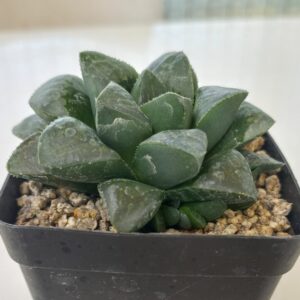 Haworthia mutica