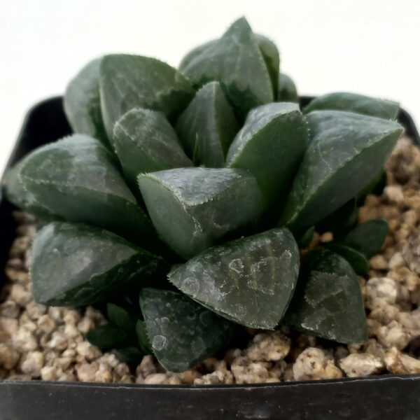 Haworthia mutica
