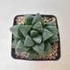 Haworthia mutica