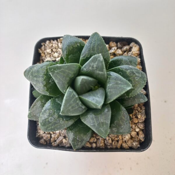 Haworthia mutica