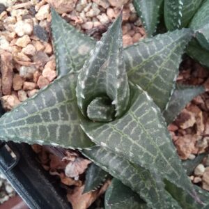 Haworthia venosa v. tessellata