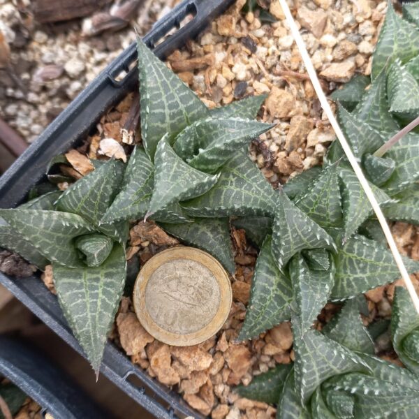 Haworthia venosa v. tessellata
