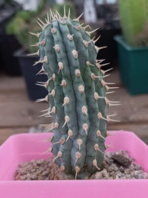 Hoodia gordonii