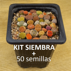 Kit de siembra + 50 semillas de Lithops mixtas