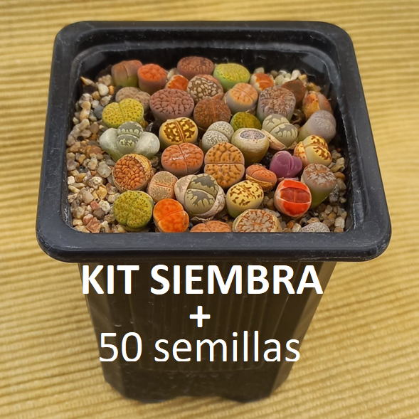 Kit de siembra + 50 semillas de Lithops mixtas
